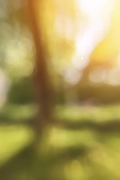 Yeşil Park yaz ormanı arka planda çözüldü
