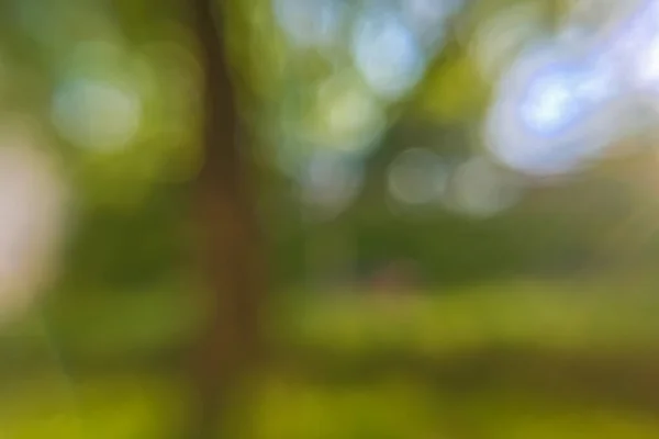 Forêt d'été fond déconcentré Photos De Stock Libres De Droits