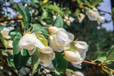 bahar elması beyaz çiçek güneş ışığında çiçek açar.