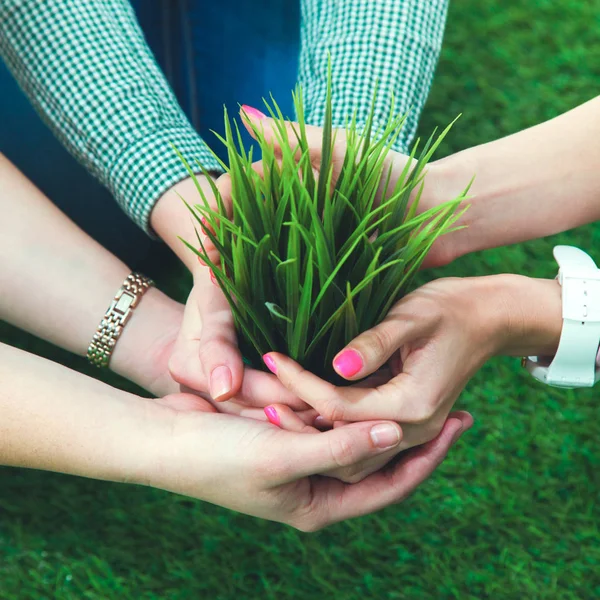 Close-up of people hands holding plant together — Stock Photo, Image