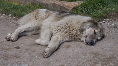 Güneşin altında uyuyan köpek