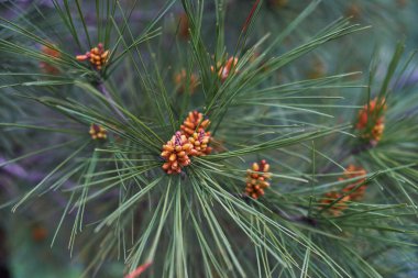 Bir kozalağın yakın plan fotoğrafı