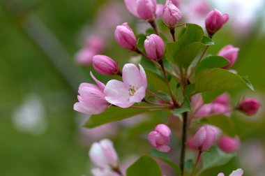 Vahşi elma ağacı çiçek açtı.