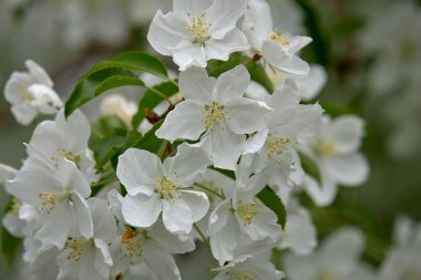Baharda çiçek açan elma ağacı