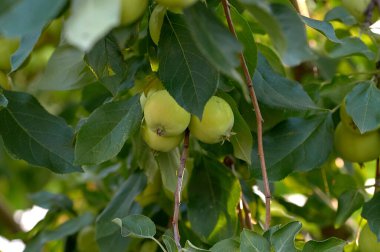 Ağaçtaki yeşil elmalar