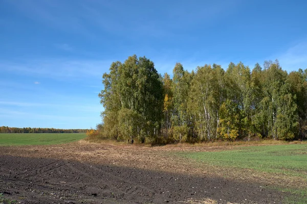 Camino Campo Principios Otoño — Foto de Stock