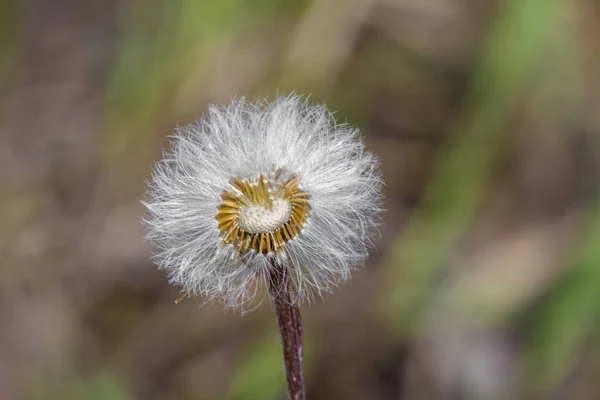 Diente León Calvo Solitario Prado — Foto de Stock