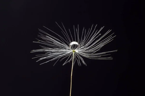 Pelusa Diente León Suave Esponjosa Sobre Fondo Negro — Foto de Stock