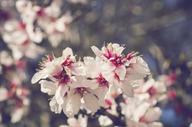 badem ağacı çiçek 