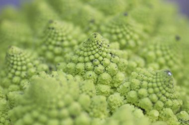 Romanesco brokoli yakın çekim