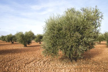 zeytin ağaçları çiftlik