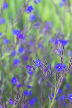 Anchusa azurea menekşe yabani çiçekler yeşil arka planda 
