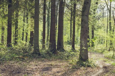 Baharda Yeşil Orman 