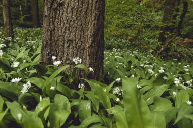 Vahşi alyum ursinum beyaz çiçekler 