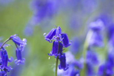Bluebells yakın çekim