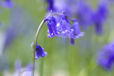 Bluebells çiçekler 