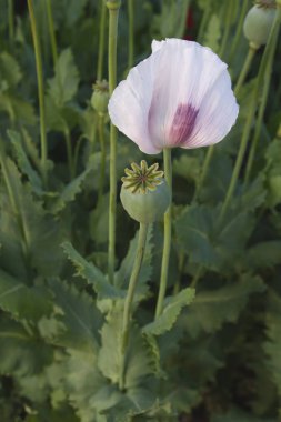 gelincik, somniferum