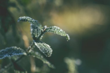 Frost ile kaplı yeşil yaprakları 