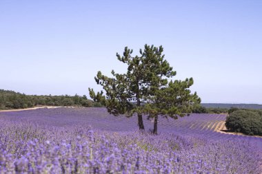 Mor lavanta tarlasında çam ağaçları