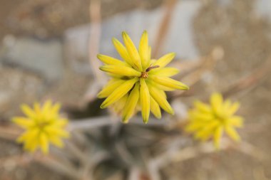 Aloe vera sarı çiçek yakın