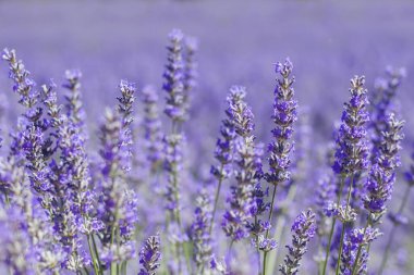 Baharda lavanta çiçekleri