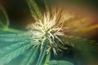 Kenevir sativa çiçeği başlığı yaklaşıyor.