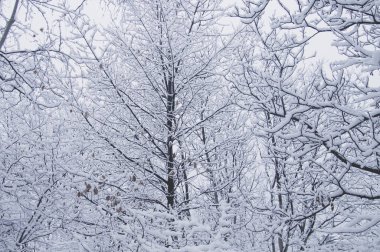 Kışlık orman manzarası 