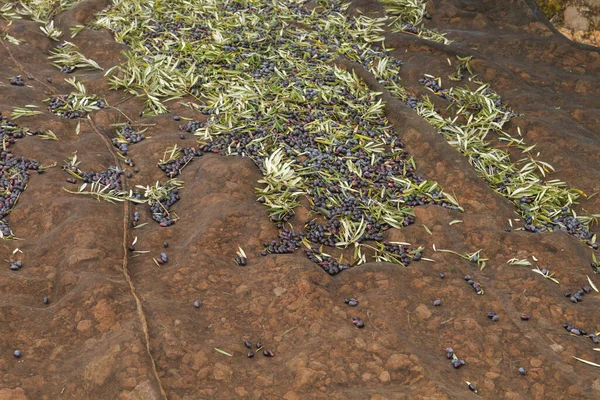 Harvesting picual olives in winter