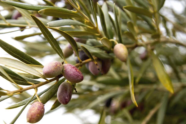 Detail of olive tree fruits