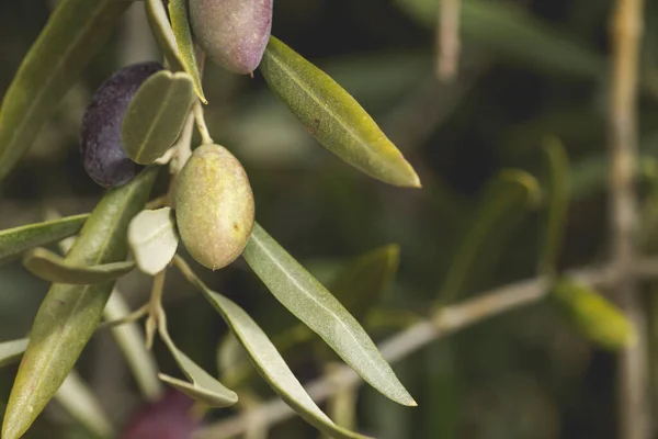 Detalle del olivo verde picual que crece en el árbol —  Fotos de Stock