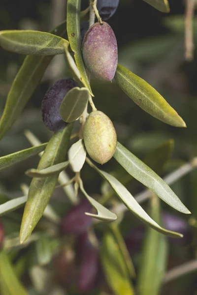 Detalle de las aceitunas picuales que crecen en un árbol — Foto de Stock
