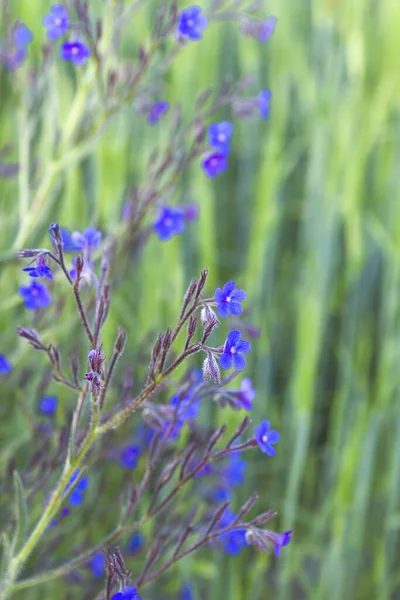 Wild anchusa azurea blue flowers — Stock Photo, Image