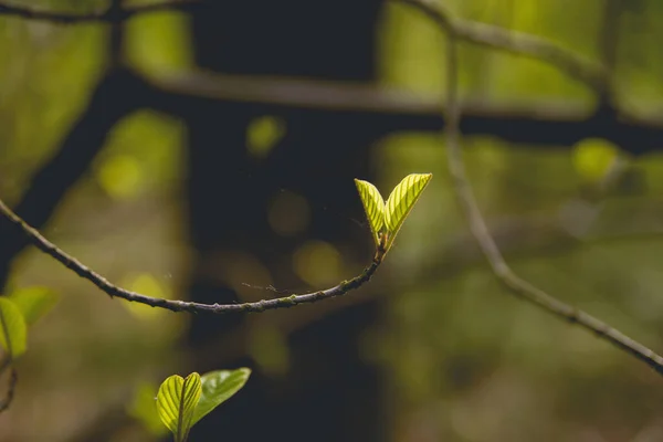 Folhagem verde de árvores novas na primavera — Fotografia de Stock