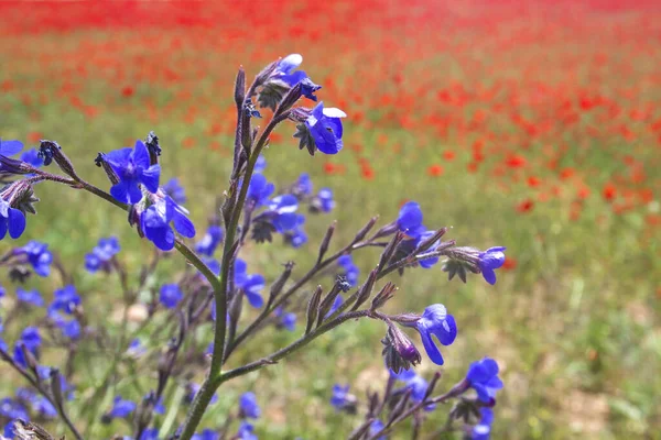Blue anchusa azurea wild flowers with blurred red poppies on the background — Stock Photo, Image