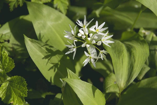 Allium ursinum flores silvestres — Fotografia de Stock