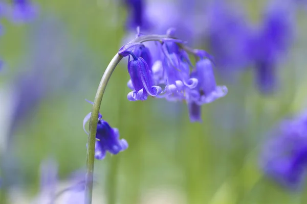 Bluebells flowers — Stock Photo, Image