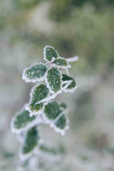 Planta congelada — Fotografia de Stock