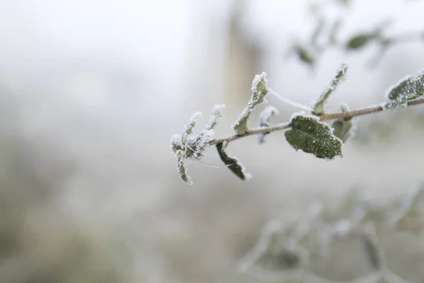 서리로 덥은 잎 — 스톡 사진