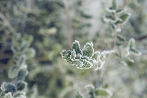 Plante givrée en hiver — Photo