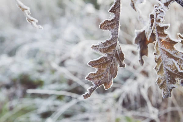 寒冷冬日的早晨 树叶结霜 — 图库照片