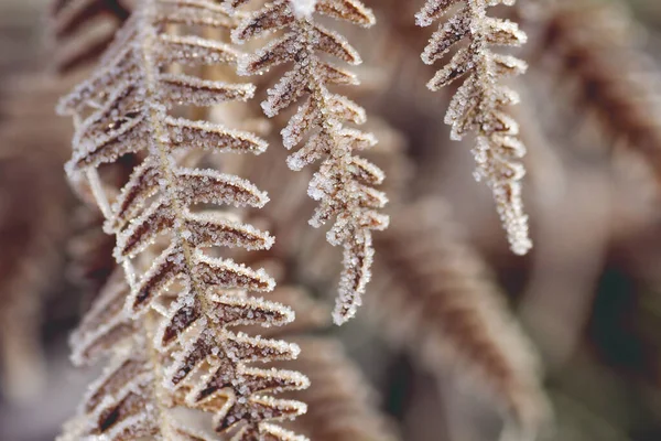 Detail Frosted Fern Fronds — 스톡 사진