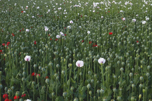 Cultivar of papaver somniferum in Spain — Stock Photo, Image