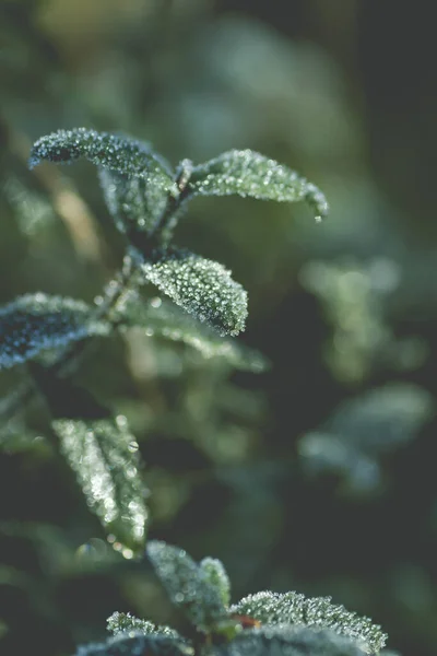 Зелена матова рослинність взимку — стокове фото