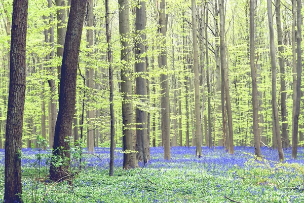 Primavera en el bosque azul — Foto de Stock