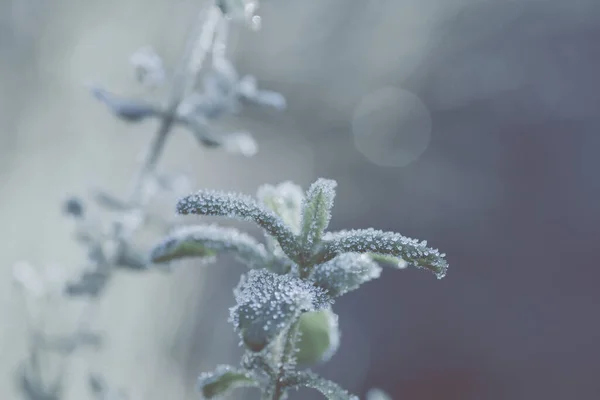 Hielo matutino — Foto de Stock