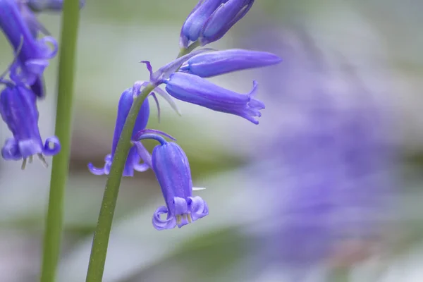 Hycinthoides Non Scripta Flores Campanas Azules Floreciendo — Foto de Stock
