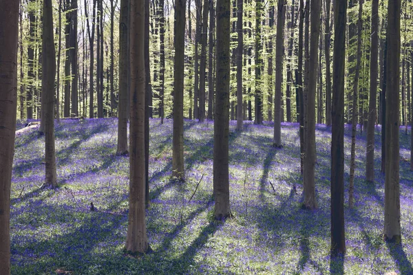 Красивий ліс у весняний час з блакитними плямами — стокове фото