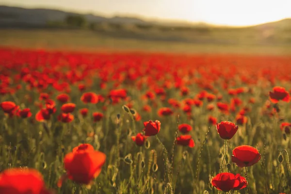 Vilda papaver rosor eller vallmoblommor blommar — Stockfoto