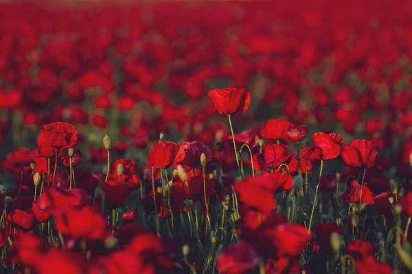 Paesaggio tappeto rosso in primavera con papaveri rossi selvatici — Foto Stock