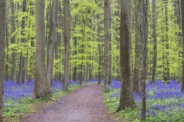 Sendero en el bosque azul — Foto de Stock